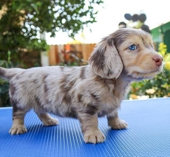 Miniature Dachshund For Sale