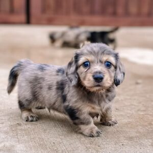 Miniature Dachshund Puppies For Adoption