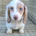 Miniature Dachshund Puppy For Adoption