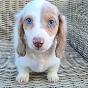 Miniature Dachshund Puppy For Adoption