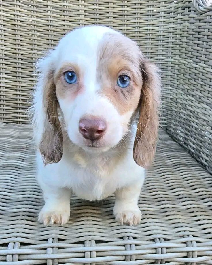 Miniature Dachshund Puppy For Adoption