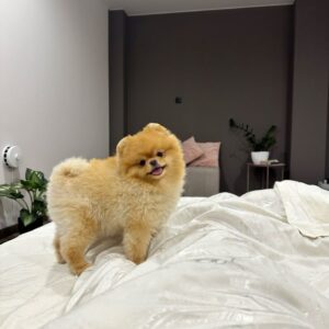 Pomeranian Breeder