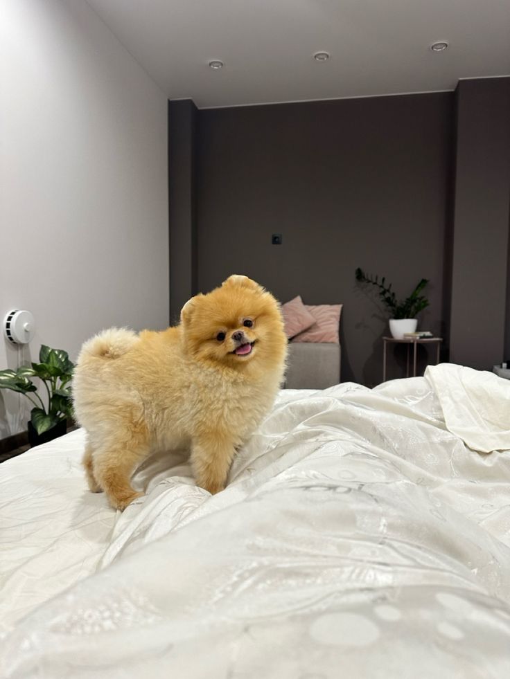 Pomeranian Breeder