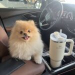 Pomeranian Puppies For Adoption