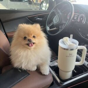 Pomeranian Puppies For Adoption