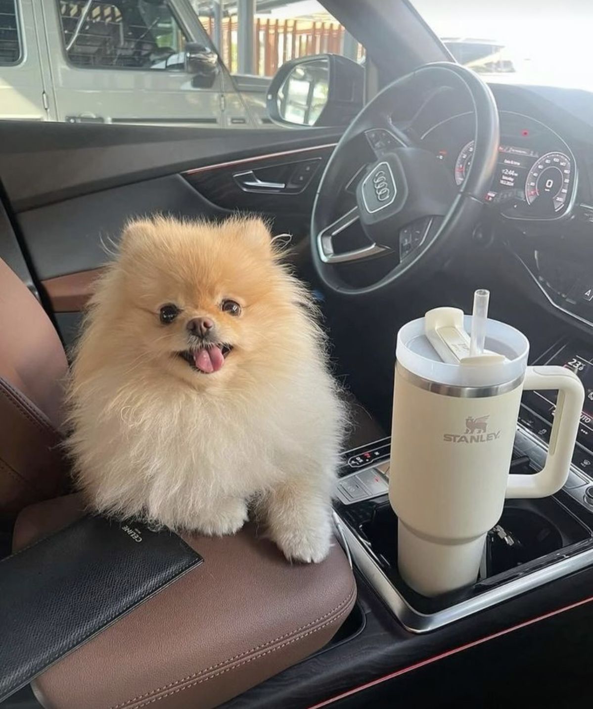 Pomeranian Puppies For Adoption