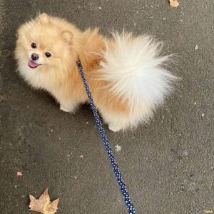 Pomeranian Puppies For Sale