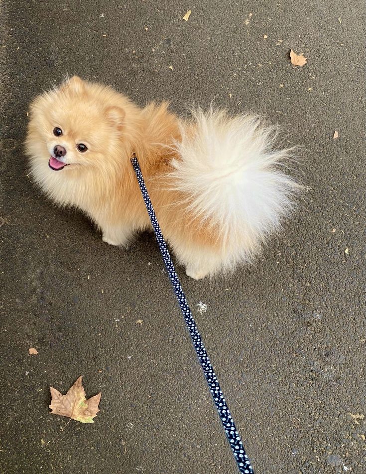 Pomeranian Puppies For Sale