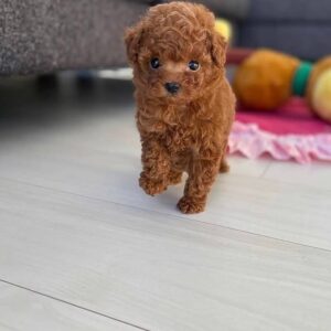 Poodle Breeder