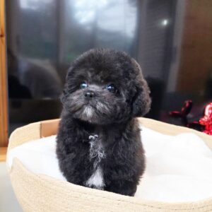 Poodle Dog For Adoption at Mini Paw Club