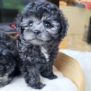 Poodle Puppies For Adoption at Mini Paw Club