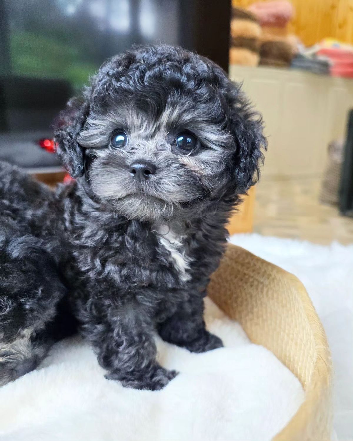 Poodle Puppies For Adoption at Mini Paw Club