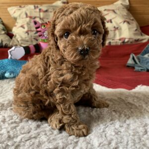 Poodle Puppies For Sale at Mini Paw Club