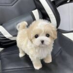 Poodle Puppy For Adoption