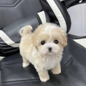 Poodle Puppy For Adoption