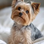 Yorkie Puppy Adoption