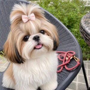 Shih Tzu Dog For Adoption