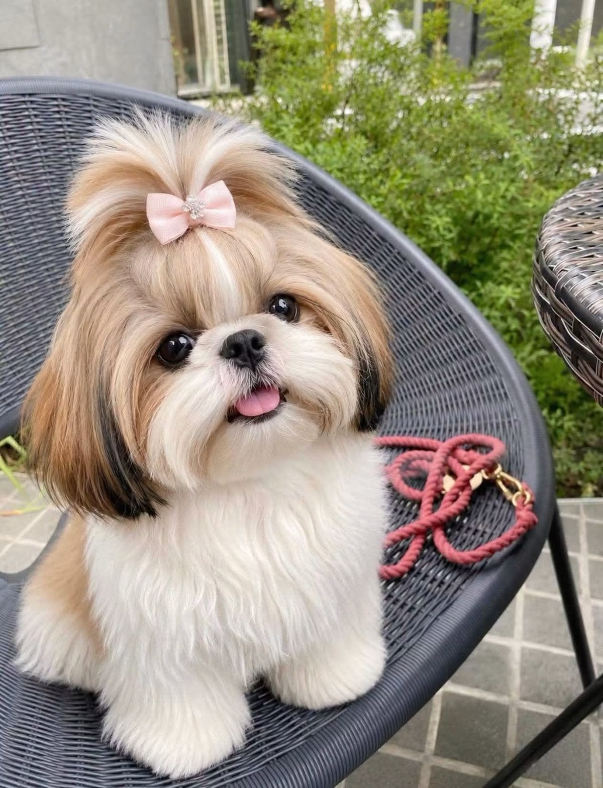 Shih Tzu Dog For Adoption