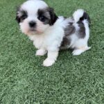Shih Tzu Puppies For Adoption