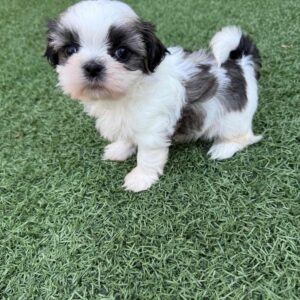 Shih Tzu Puppies For Adoption