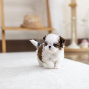 Shih Tzu Puppies For Sale