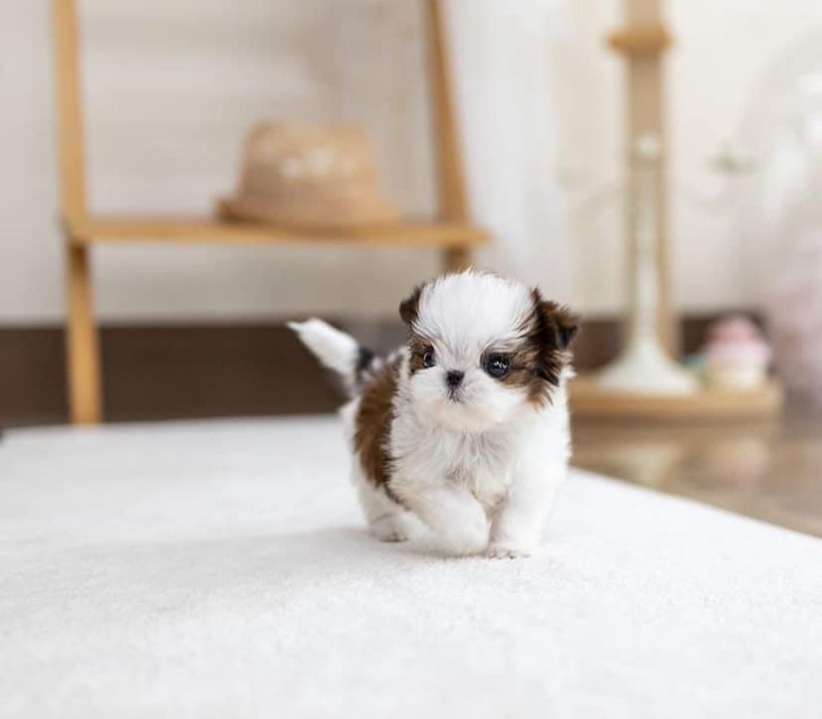 Shih Tzu Puppies For Sale
