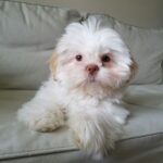 Shih Tzu Puppy Adoption