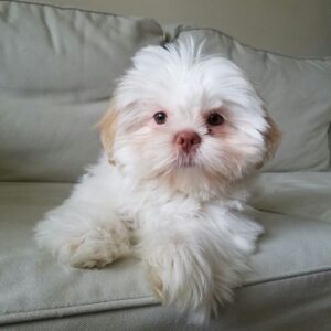 Shih Tzu Puppy Adoption