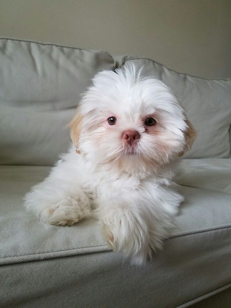Shih Tzu Puppy Adoption