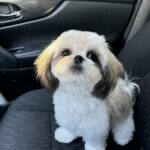 Shih Tzu Puppy For Adoption