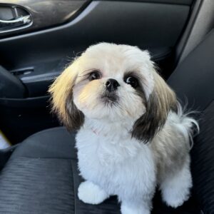 Shih Tzu Puppy For Adoption