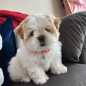 Shih Tzu Puppy For Sale