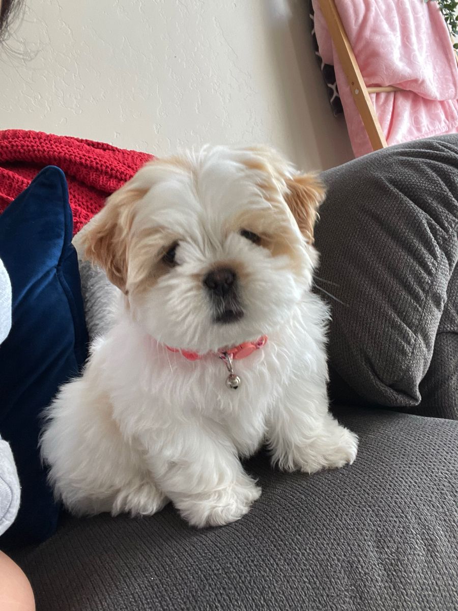 Shih Tzu Puppy For Sale