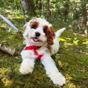 Teacup Cavapoo For Sale at Mini Paw Club