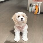 Teacup Maltese For Sale