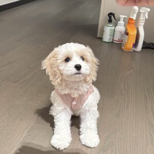 Teacup Maltese For Sale