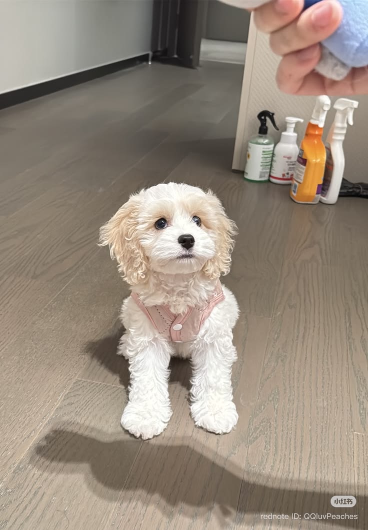 Teacup Maltese For Sale