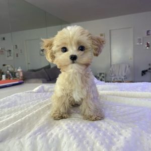 Maltipoo