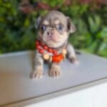 Toy Chihuahua Puppy For Sale