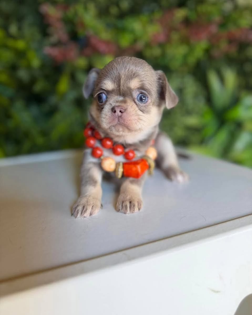 Toy Chihuahua Puppy For Sale at Mini Paw Club