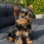 Yorkie Dog For Adoption