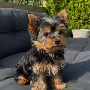 Yorkie Dog For Adoption