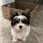 Yorkie Dog For Adoption