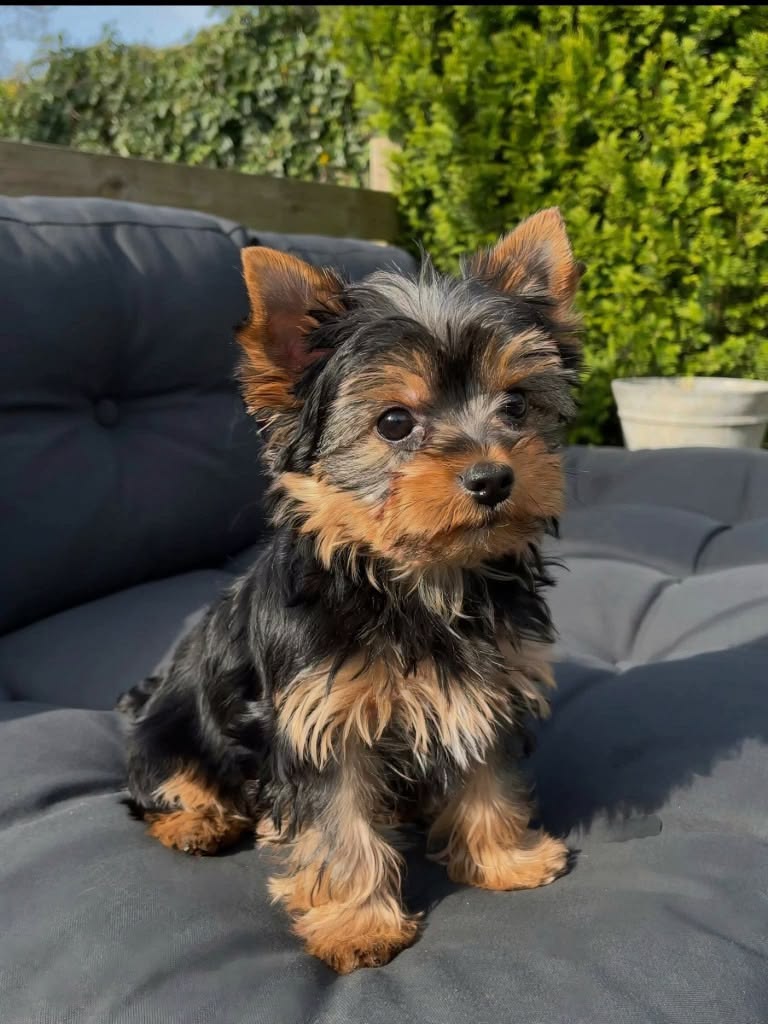 Yorkie Dog For Adoption