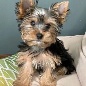 Yorkie Puppies For Sale at Mini Paw Club
