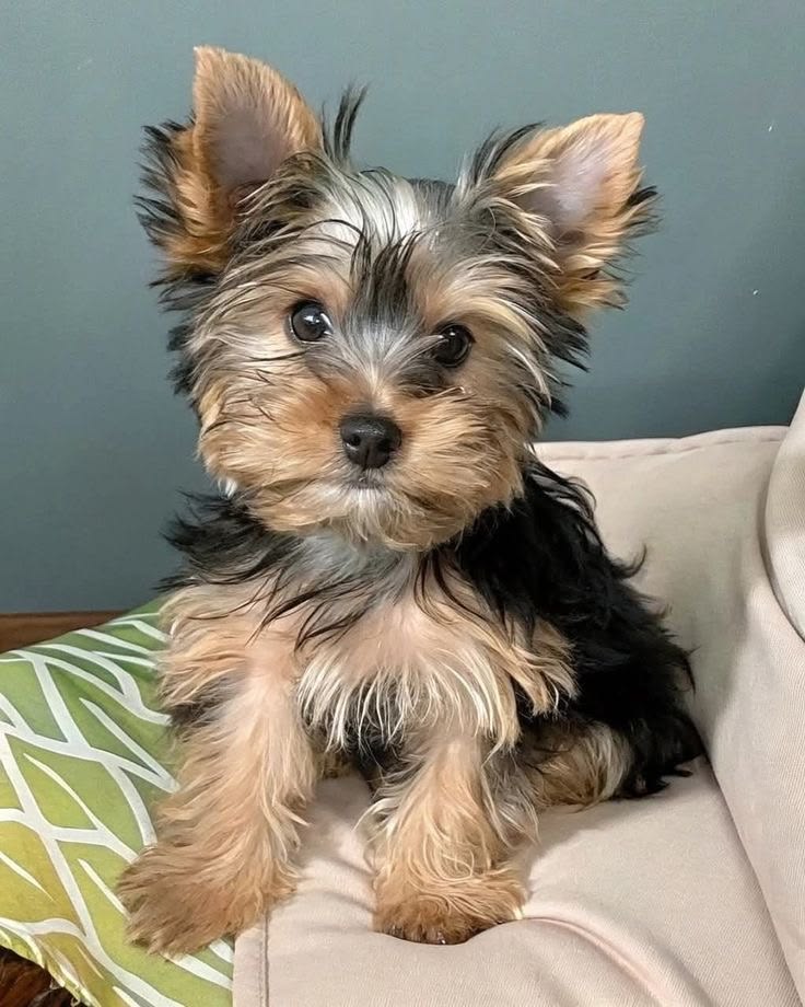 Yorkie Puppies For Sale at Mini Paw Club