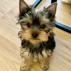 Yorkie Puppy For Adoption