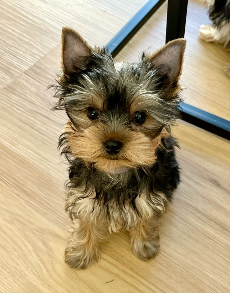 Yorkie Puppy For Adoption