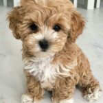 Maltipoo Puppy For Sale