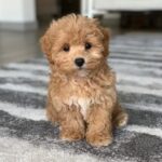 Buy Maltipoo Puppy